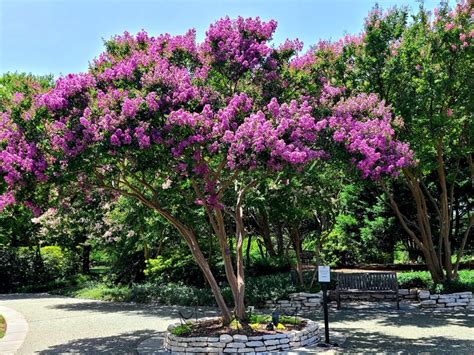 The seasonal changes of witching hour crepe myrtle